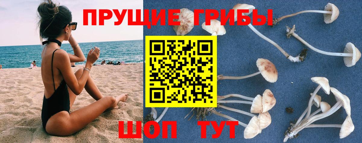 Галлюциногенные грибы Psilocybe  Вход с VPN  Ковров 